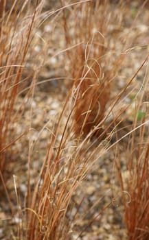 The close-up of grasses,fox-red sedge,on a stony ground.