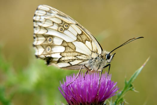 Die Naturfotografie eines Schmetterlings  Schachbrett, Melanargia galathea auf einer Distelblüte.