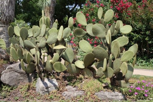 Details of a beautiful opuntia sheerii in a garden.