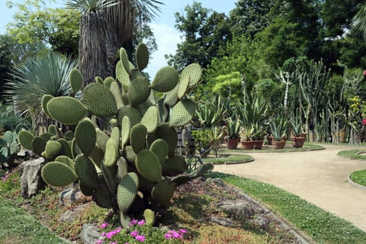 Details of a beautiful opuntia sheerii in a garden.