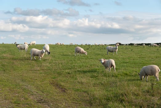 sheep on a meadow in Port Isaac in Cornwall