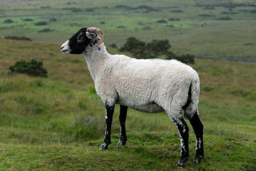 goat grazing in Dartmoor in Cornwall
