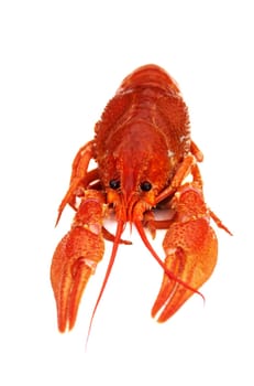 Cooked crayfish isolated on white