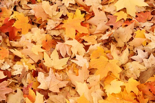Maple leaves on the ground