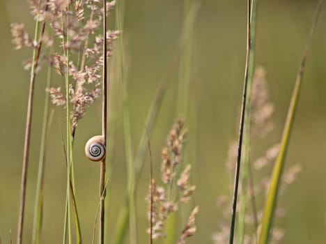 Western heath snail on the Dörnberg