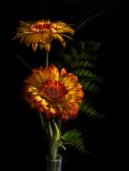 Gerbera