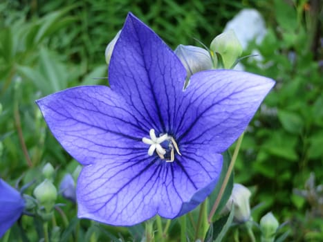 Balloon flower - Platycodon grandiflorus