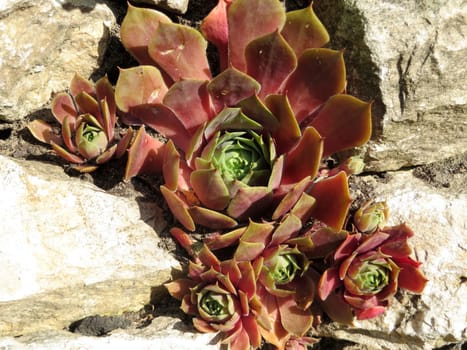 Houseroot - Sempervivum cultorum - Red Papaver -
