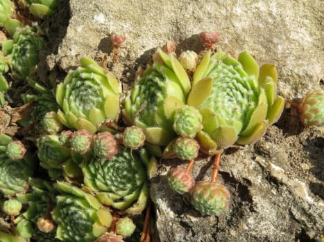 Roof-housewort - Sempervivum tectorum