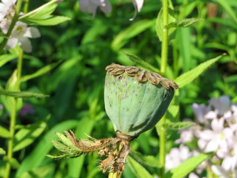 Seed capsule of a Turkish poppy - Papaver orientale