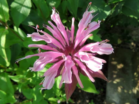 Wild Bergamot - Monarda fistulosa