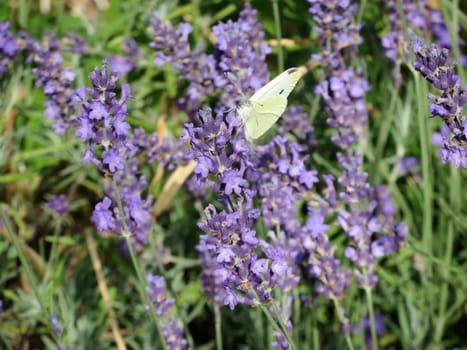 Small cabbage white - Pieris rapae