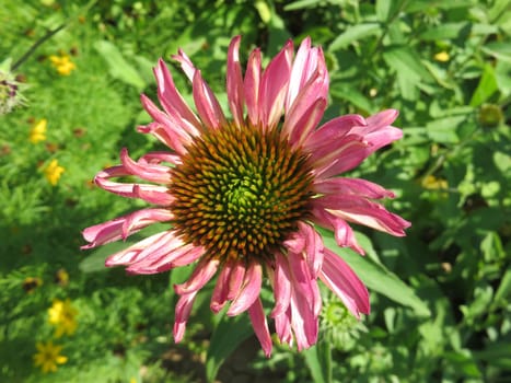 Purple coneflower - Echinacea purpurea