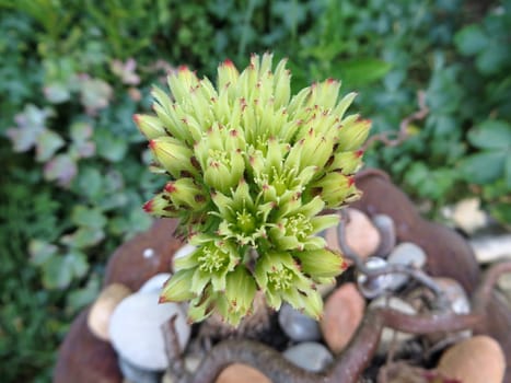 Sempervivum globiferum