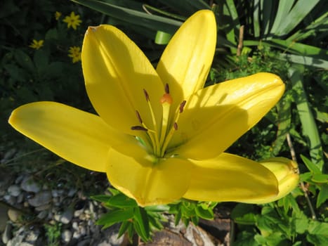 Asian Lily Hybrids - Lilium