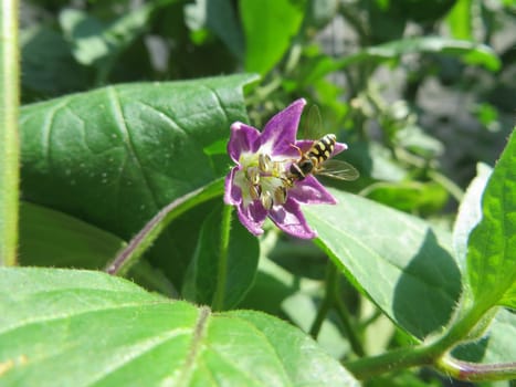Chili flower - Capsicum pubescens - Red Manzano -