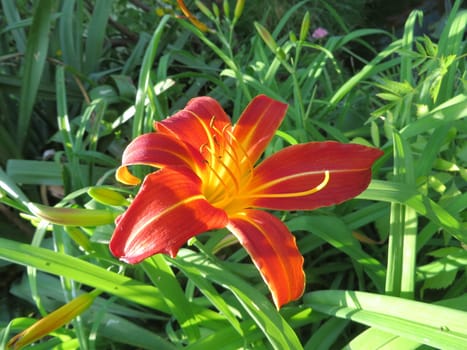 Yellow-red daylily - Hemerocallis fulva
