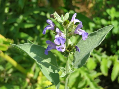 Sage - Salvia officinalis