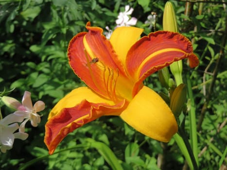 bicoloured daylily - Hemerocallis hybrid - Frans Hals -