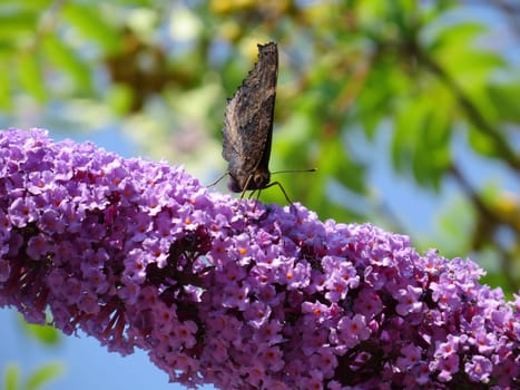 Butterfly lilac - Buddleja davidii