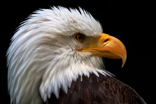 Bald eagle