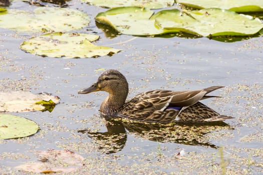 Wild duck  mallard swim in a pond