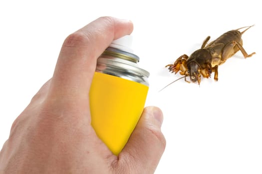 Pest control, spraying insecticide on the  mole cricket