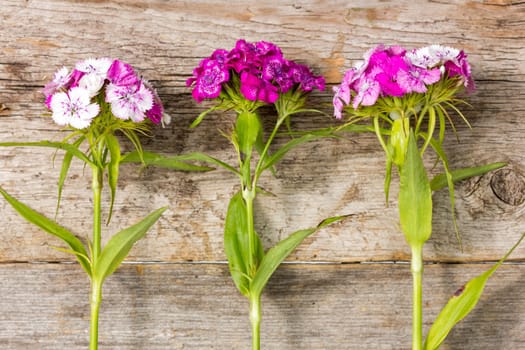 Three wildflowers grow beside the wooden wall