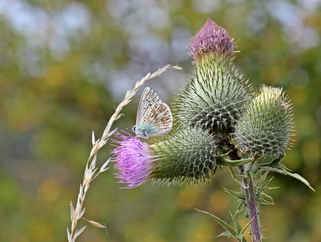 Silver-green blue (Polyommatus coridon) on common thistle (Cirsium vulgare)