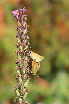 Skipper mating on withered mosquito orchid