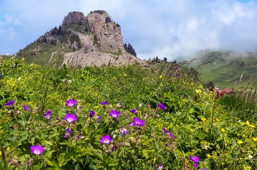 Schynige Platte allpinier botanical garden with a view of the Oberberghorn