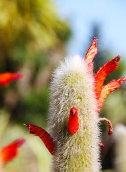 Flowering giant cactus in the botanical garden of Banalmadena, Spain