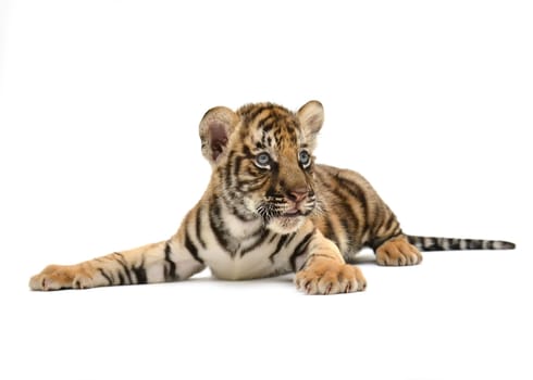 baby bengal tiger isolated on white background