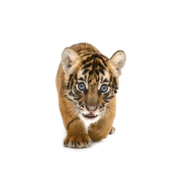 baby bengal tiger isolated on white background