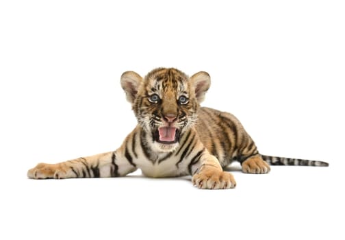 baby bengal tiger isolated on white background