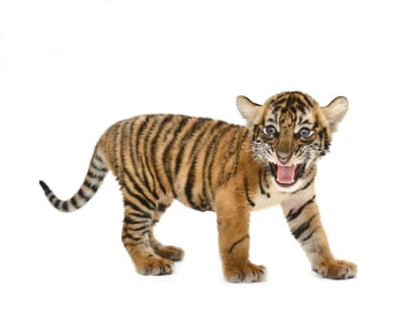 baby bengal tiger isolated on white background
