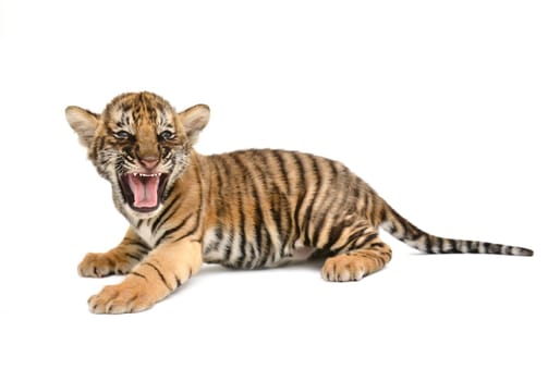 baby bengal tiger isolated on white background