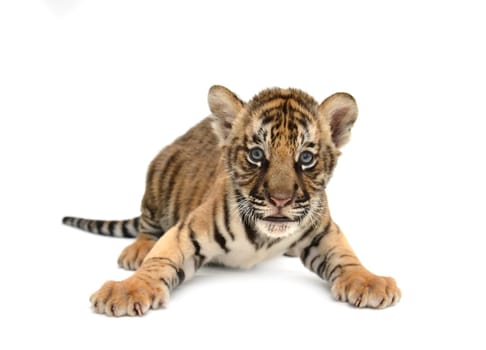 baby bengal tiger isolated on white background