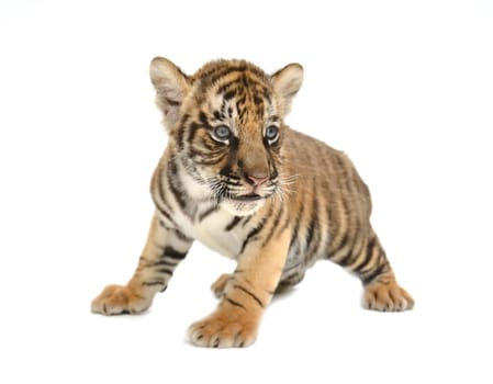 baby bengal tiger isolated on white background