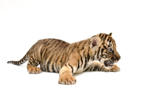 baby bengal tiger isolated on white background