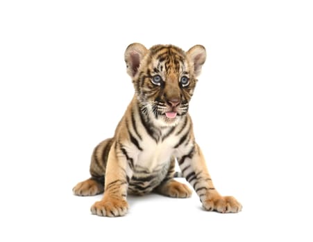 baby bengal tiger isolated on white background