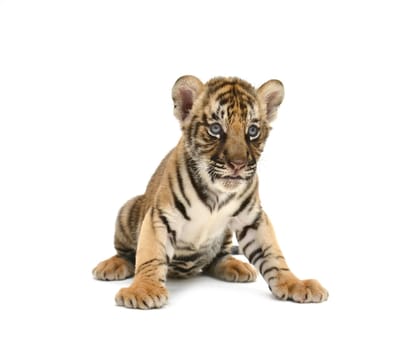 baby bengal tiger isolated on white background