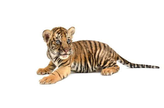 baby bengal tiger isolated on white background