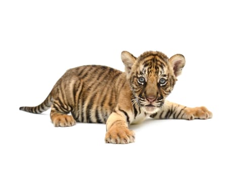 baby bengal tiger isolated on white background