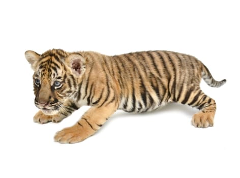 baby bengal tiger isolated on white background