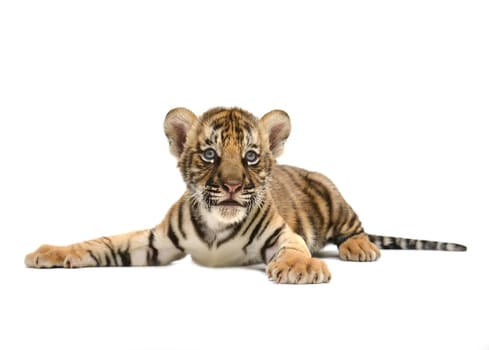 baby bengal tiger isolated on white background