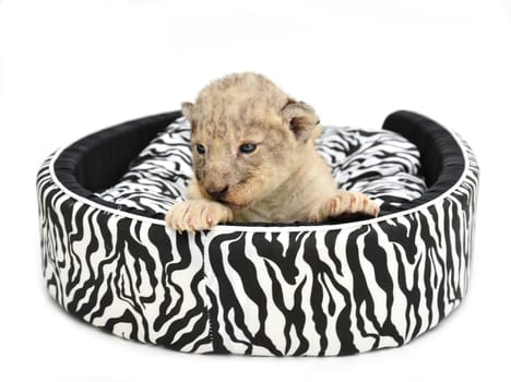 baby lion lying on  mattress isolated on white background