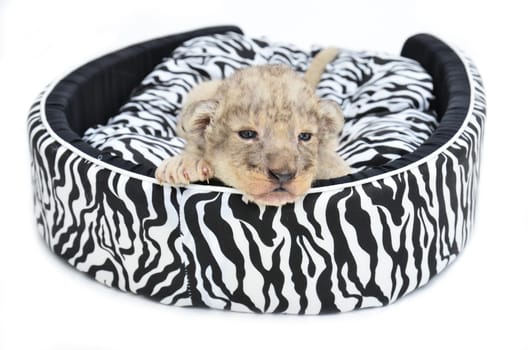 baby lion lying on  mattress isolated on white background