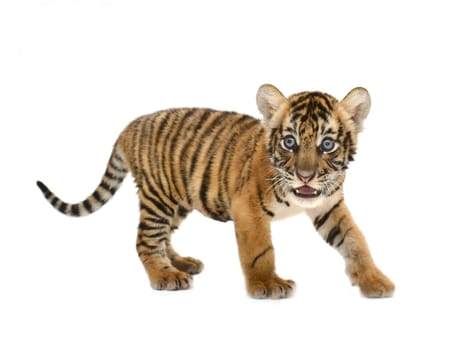 baby bengal tiger isolated on white background