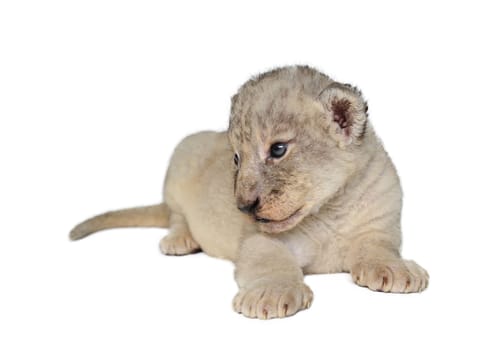 baby lion isolated on a white background